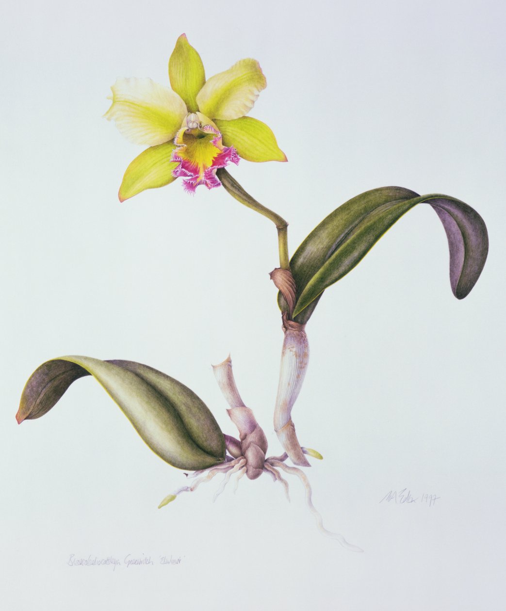 Brassolaeliocattleya Greenwich, Elmhurst (akvarelli paperille) tekijältä Margaret Ann Eden