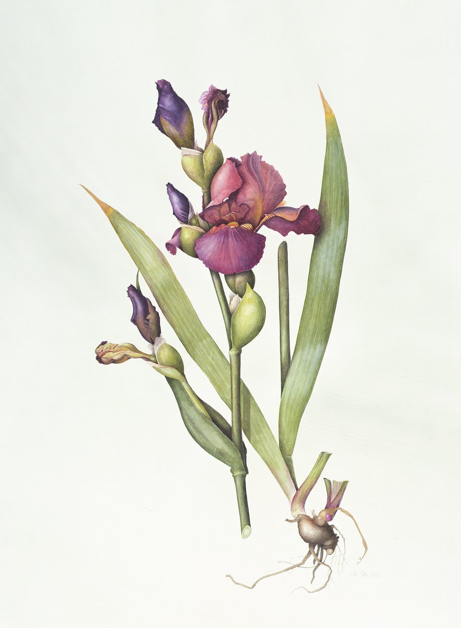 Iris (akvarelli paperille) tekijältä Margaret Ann Eden