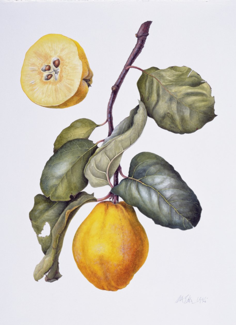 Quince (akvarelli paperille) tekijältä Margaret Ann Eden
