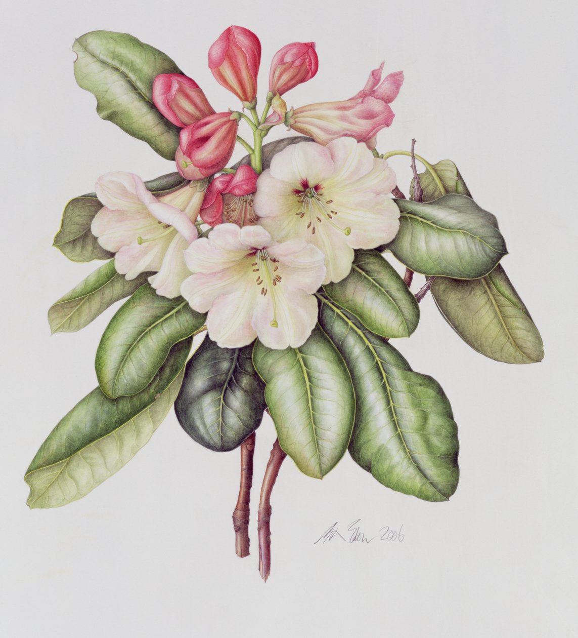 Rhododendron (akvarelli paperille) tekijältä Margaret Ann Eden