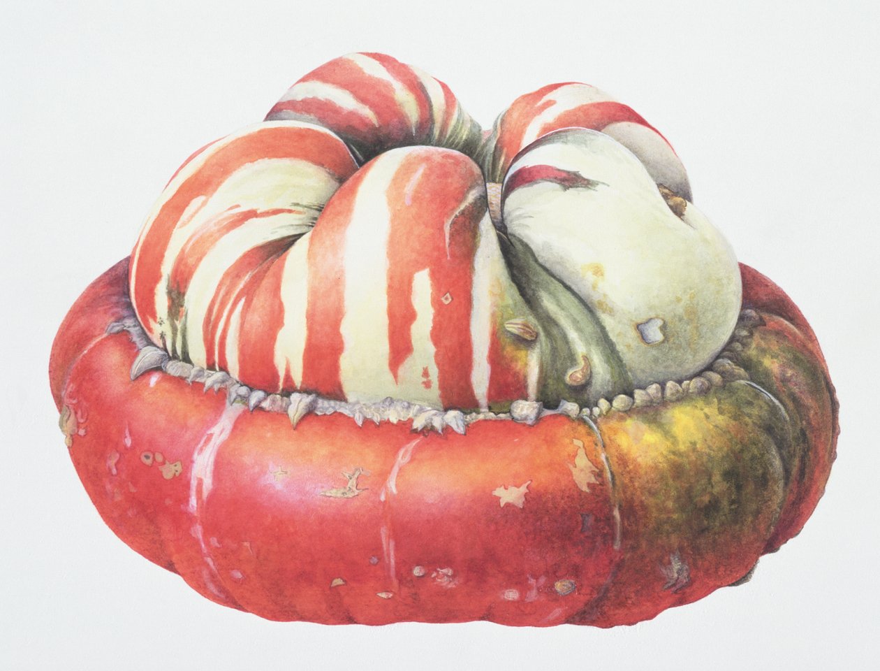 Turks Turban Squash, 1995 (wc paperilla) tekijältä Margaret Ann Eden