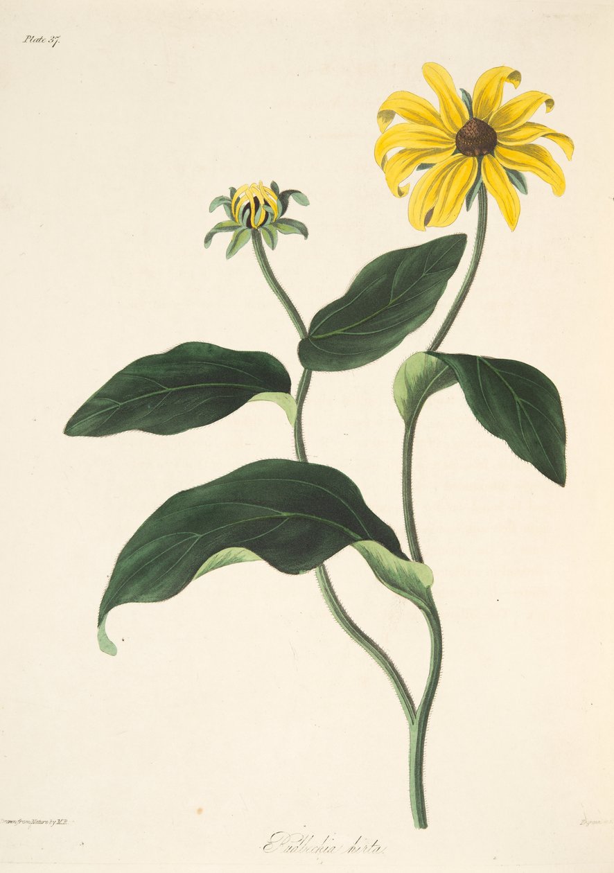 Black Eyed Susan, julkaisusta Floral Illustrations of the Seasons, pub. 1829 (käsin väritetty kaiverrus) tekijältä Margaret Roscoe