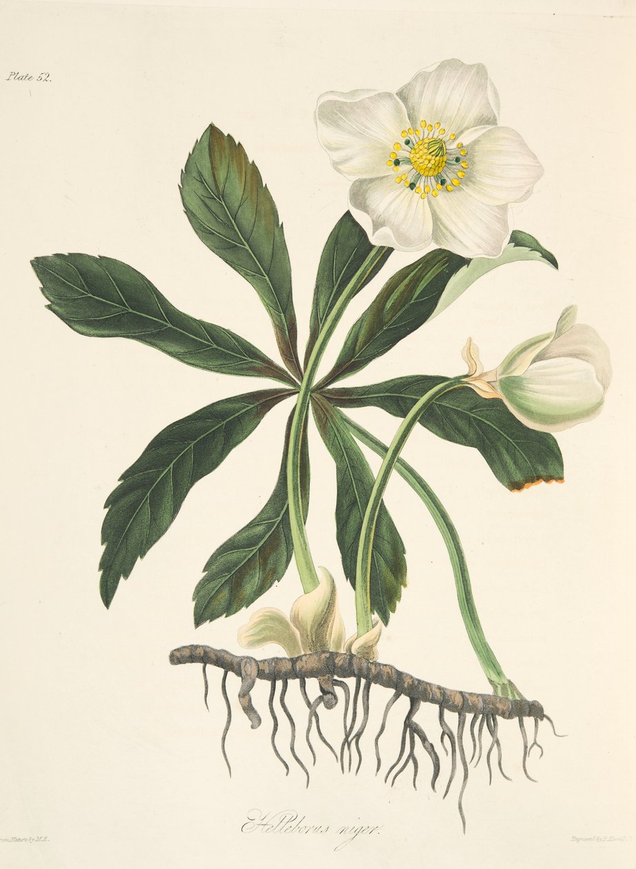 Black Hellebore tai jouluruusu, julkaisusta Floral Illustrations of the Seasons, pub. 1829 (käsin väritetty kaiverrus). tekijältä Margaret Roscoe