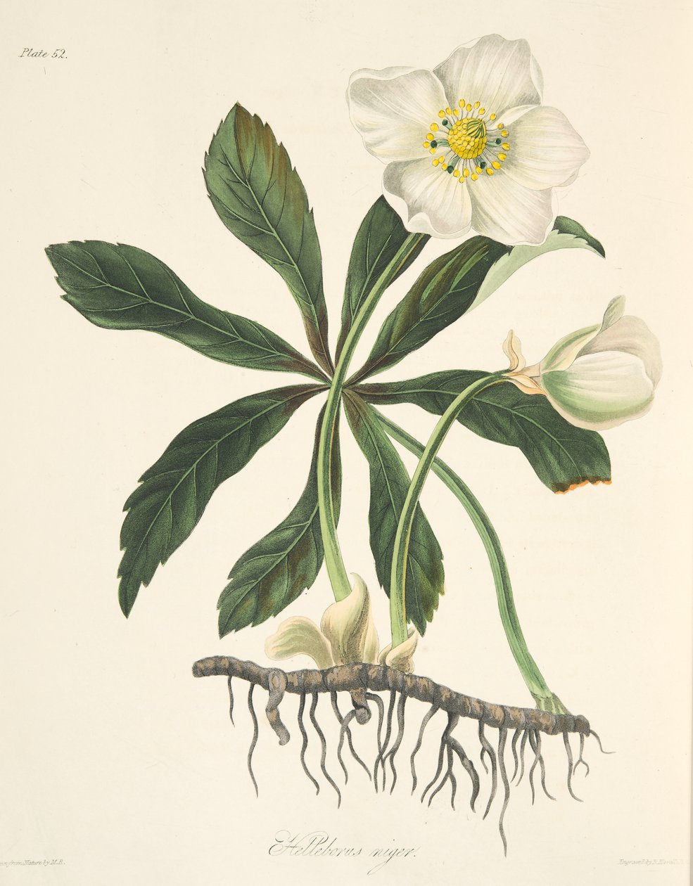 Black Hellebore tai jouluruusu, julkaisusta Floral Illustrations of the Seasons, pub. 1829 (käsin väritetty kaiverrus). tekijältä Margaret Roscoe
