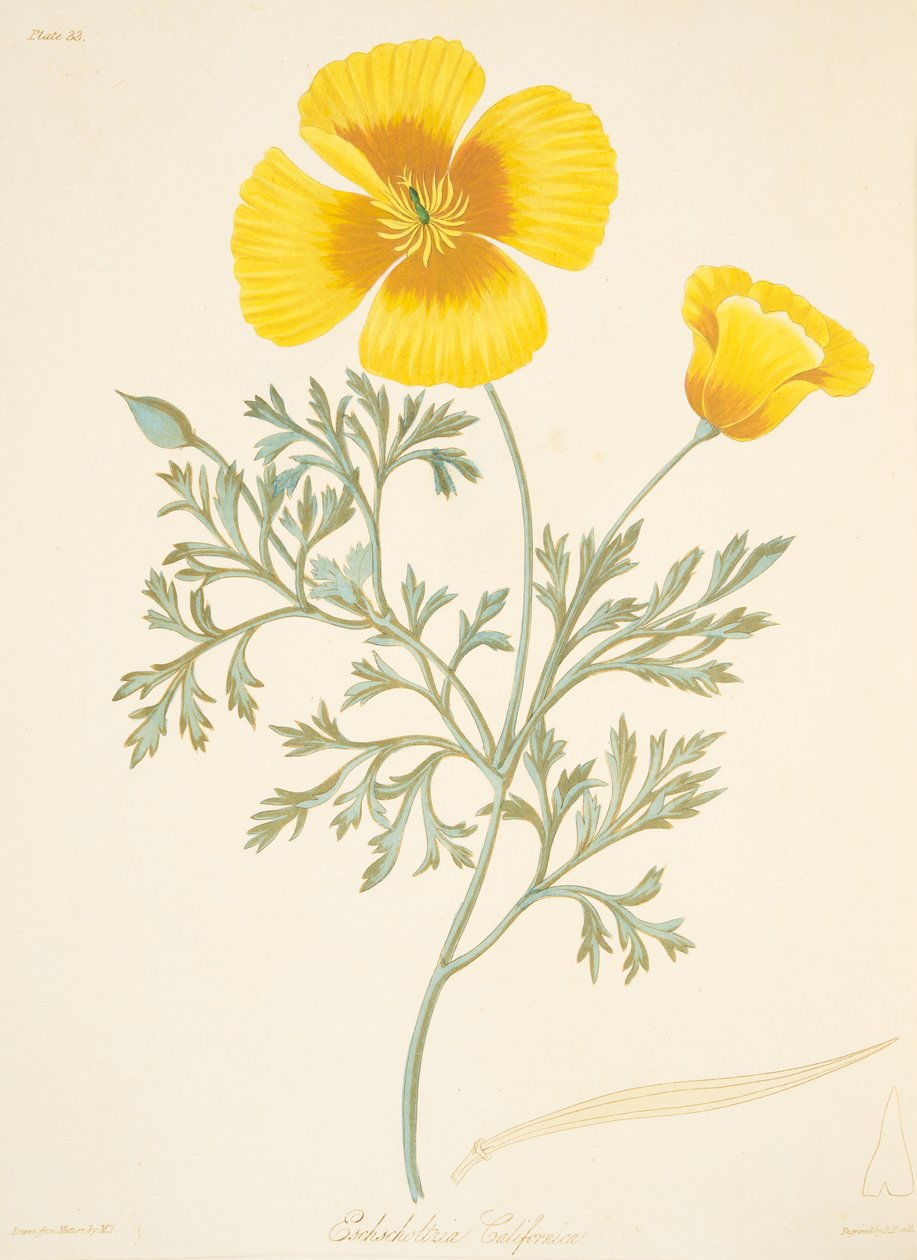 Kalifornian Eschscholtzia, julkaisusta Floral Illustrations of the Seasons, pub. 1829 (käsin väritetty kaiverrus). tekijältä Margaret Roscoe