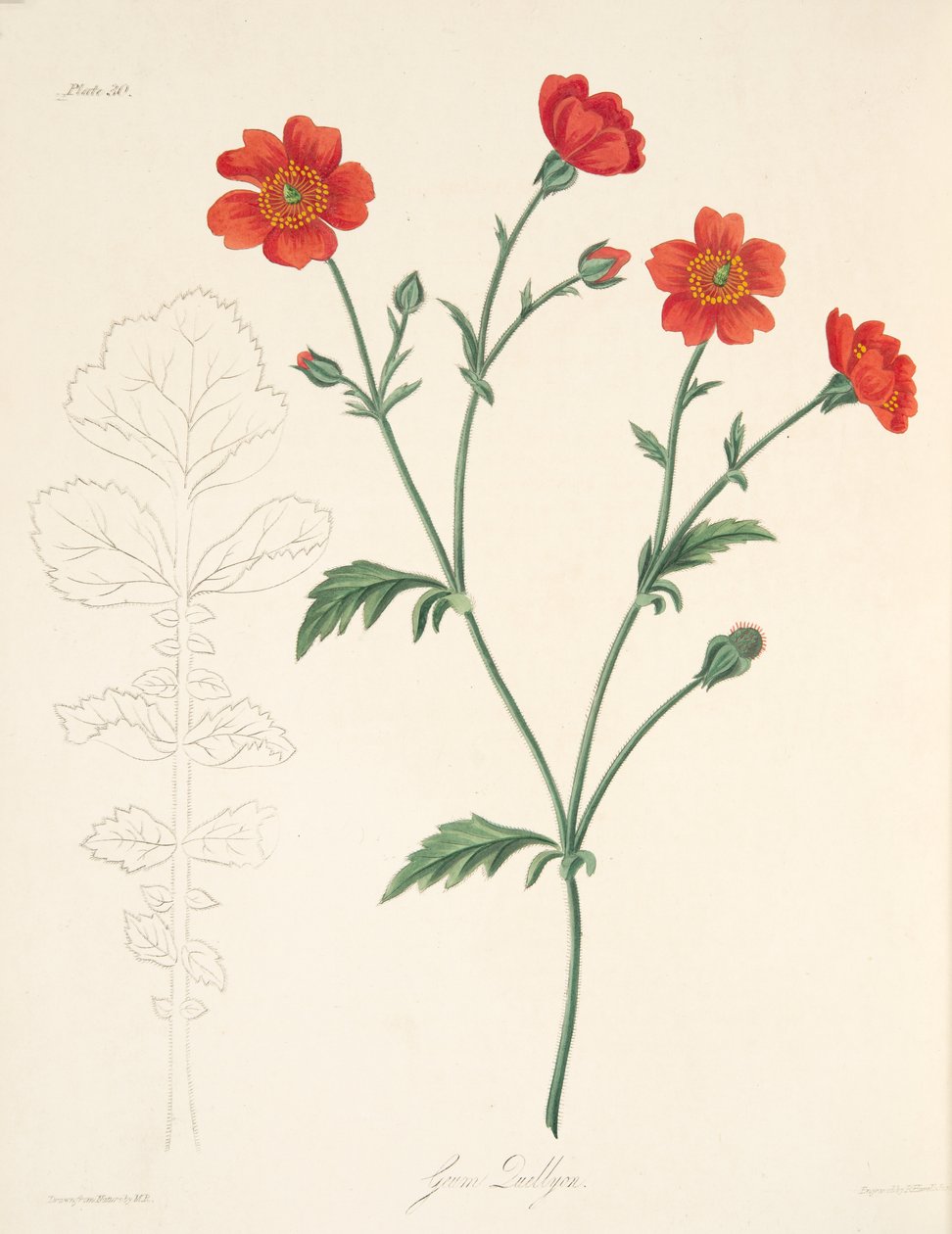 Chilean Avens, julkaisusta Floral Illustrations of the Seasons, pub. 1829 (käsin väritetty kaiverrus). tekijältä Margaret Roscoe