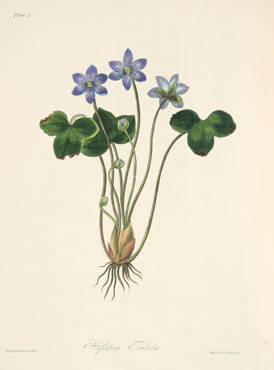 Common Blue Hepatica, julkaisusta Floral Illustrations of the Seasons, pub. 1829 (käsin väritetty kaiverrus). tekijältä Margaret Roscoe