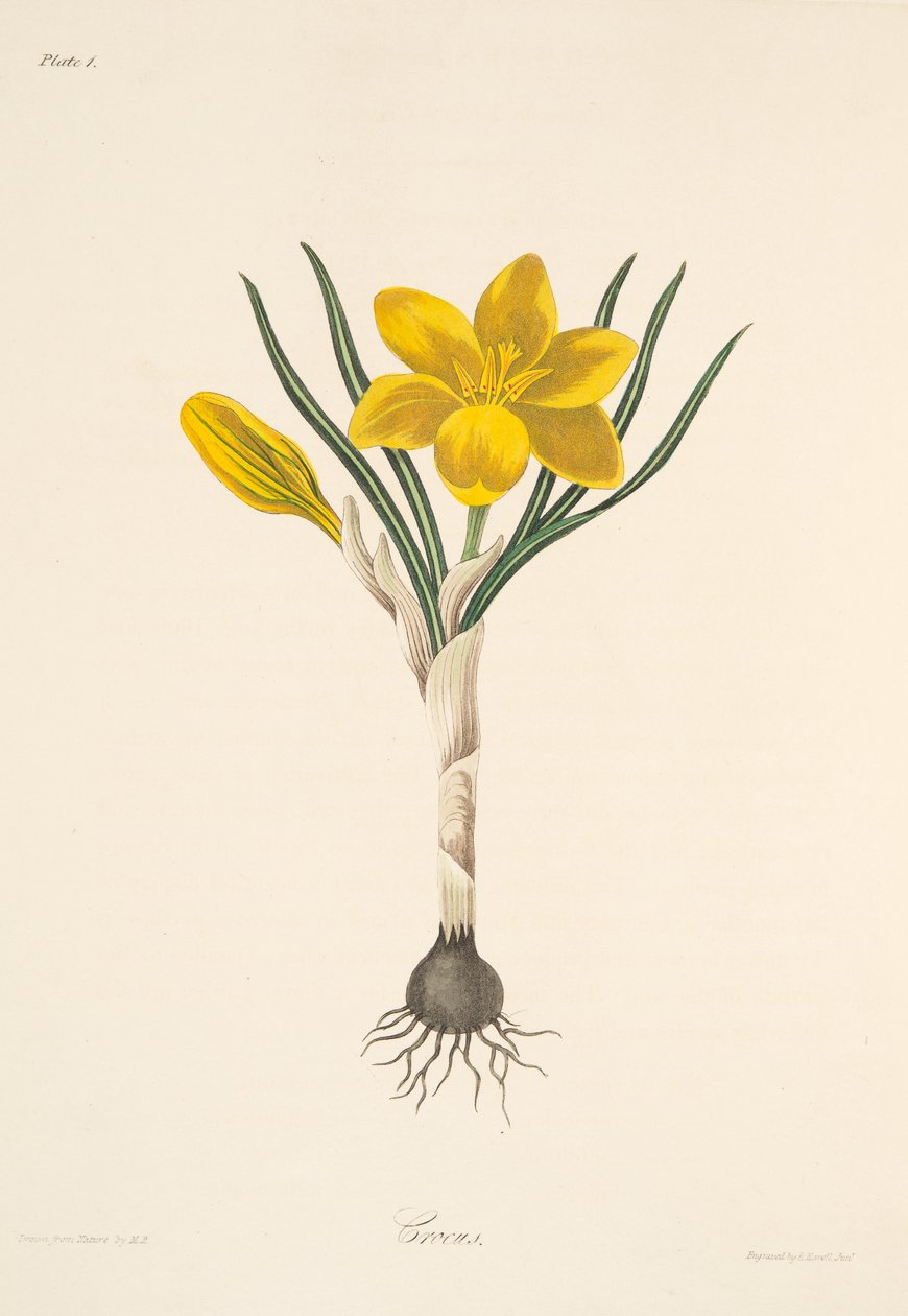Common Yellow Crocus, julkaisusta Floral Illustrations of the Seasons, pub. 1829 (käsin väritetty kaiverrus). tekijältä Margaret Roscoe