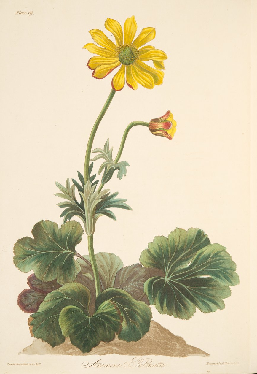 Cyclamen-leaved Anemone, teoksesta Floral Illustrations of the Seasons, pub. 1829 (käsin väritetty kaiverrus). tekijältä Margaret Roscoe
