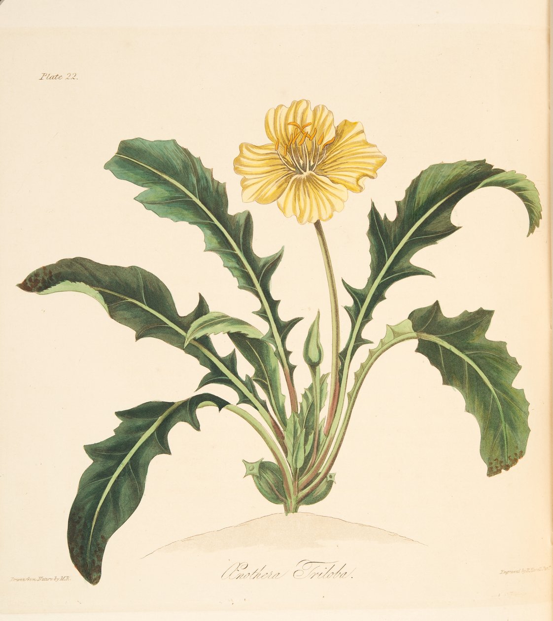 Voikukka-lehtinen iltasimppu, teoksesta Floral Illustrations of the Seasons, pub. 1829 (käsin väritetty kaiverrus). tekijältä Margaret Roscoe