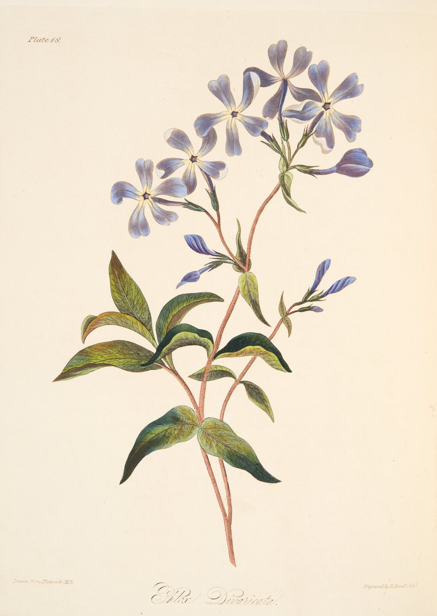 Early Flowering Lychnidea, julkaisusta Floral Illustrations of the Seasons, pub. 1829 (käsin väritetty kaiverrus). tekijältä Margaret Roscoe