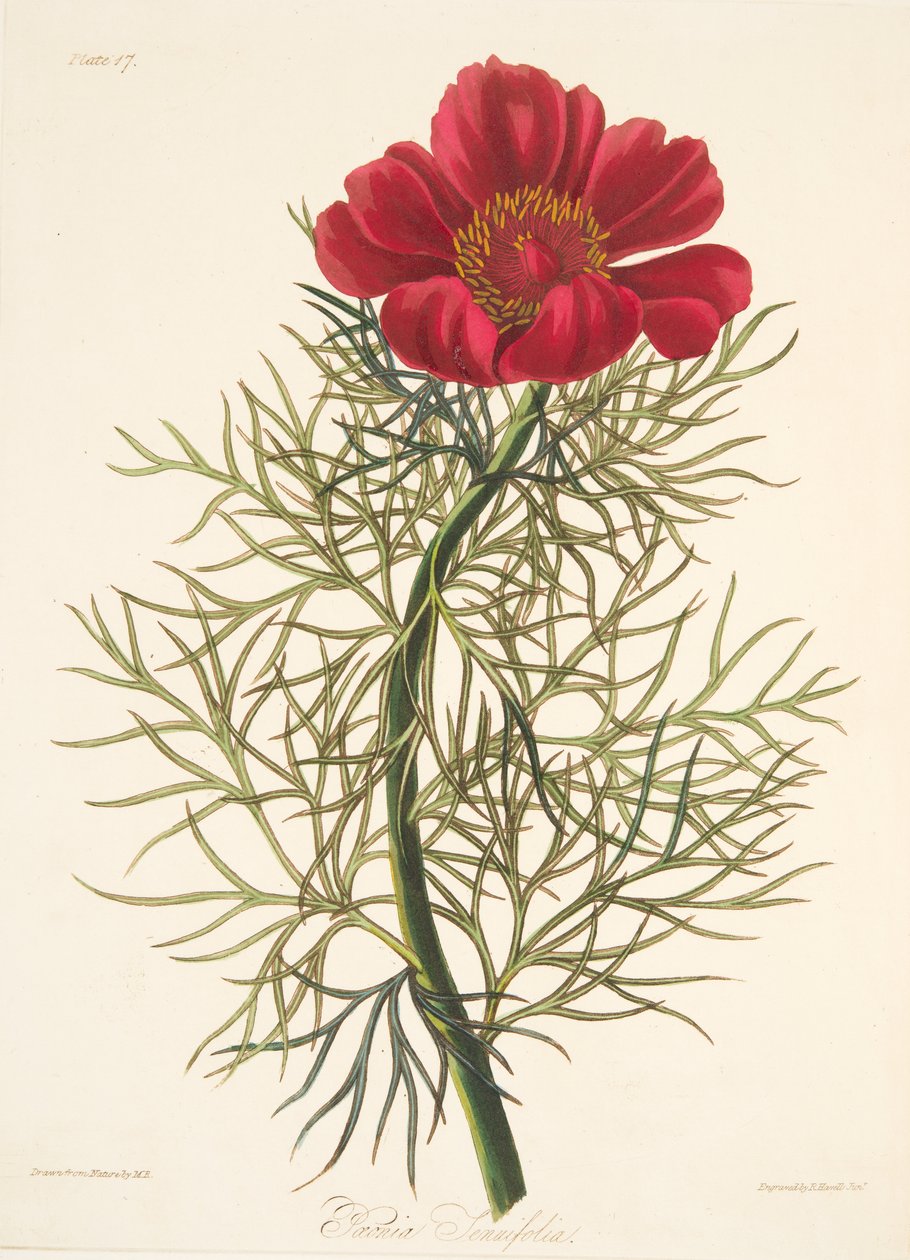 Fine Leaved Paeony, julkaisusta Floral Illustrations of the Seasons, pub. 1829 (käsin väritetty kaiverrus). tekijältä Margaret Roscoe