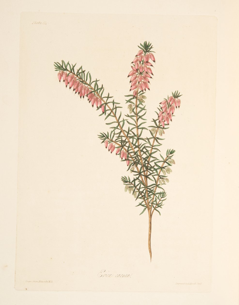 Lihanvärinen, varhain virtaava Heath, teoksesta Floral Illustrations of the Seasons, pub. 1829 (käsin väritetty kaiverrus). tekijältä Margaret Roscoe