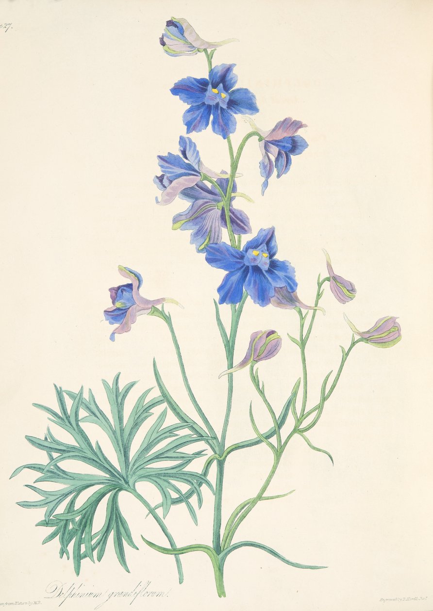 Great Flowered Larkspur, julkaisusta Floral Illustrations of the Seasons, pub. 1829 (käsin väritetty kaiverrus) tekijältä Margaret Roscoe