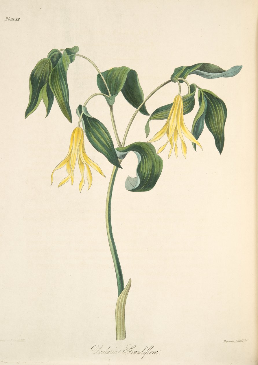 Suuri kukkakimppu, julkaisusta Floral Illustrations of the Seasons, pub. 1829 (käsin väritetty kaiverrus). tekijältä Margaret Roscoe