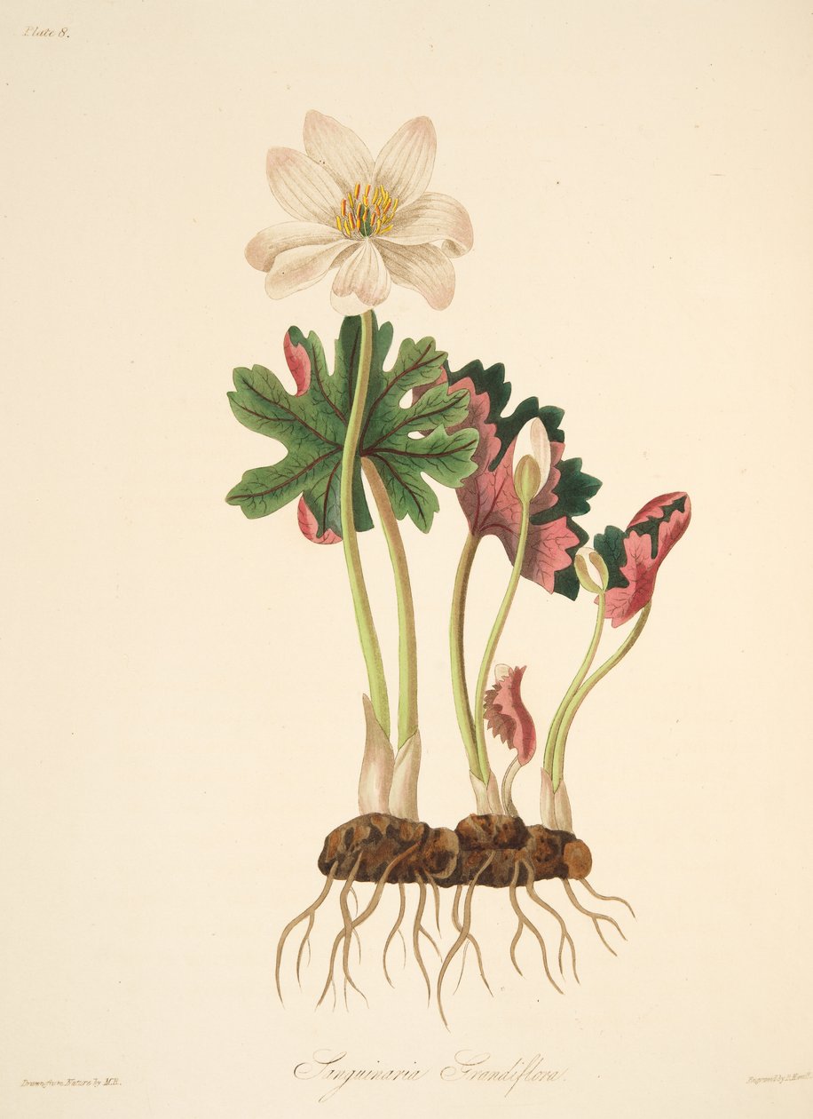 Large Flowered Bloodwort, julkaisusta Floral Illustrations of the Seasons, pub. 1829 (käsin väritetty kaiverrus). tekijältä Margaret Roscoe