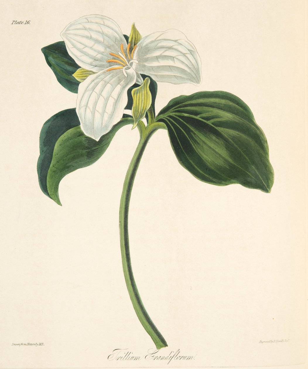 Suuri kukallinen Trillium, teoksesta Floral Illustrations of the Seasons, pub. 1829 (käsin väritetty kaiverrus) tekijältä Margaret Roscoe