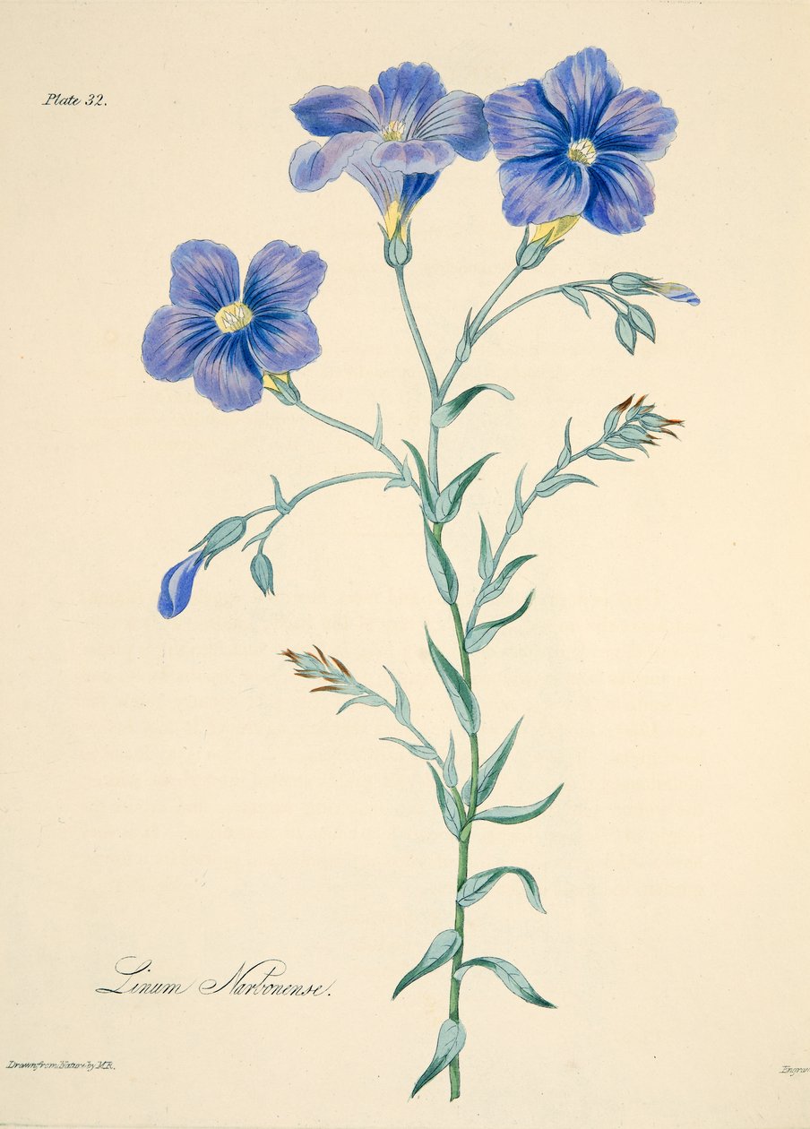 Narbonnen pellava, julkaisusta Floral Illustrations of the Seasons, pub. 1829 (käsin väritetty kaiverrus). tekijältä Margaret Roscoe