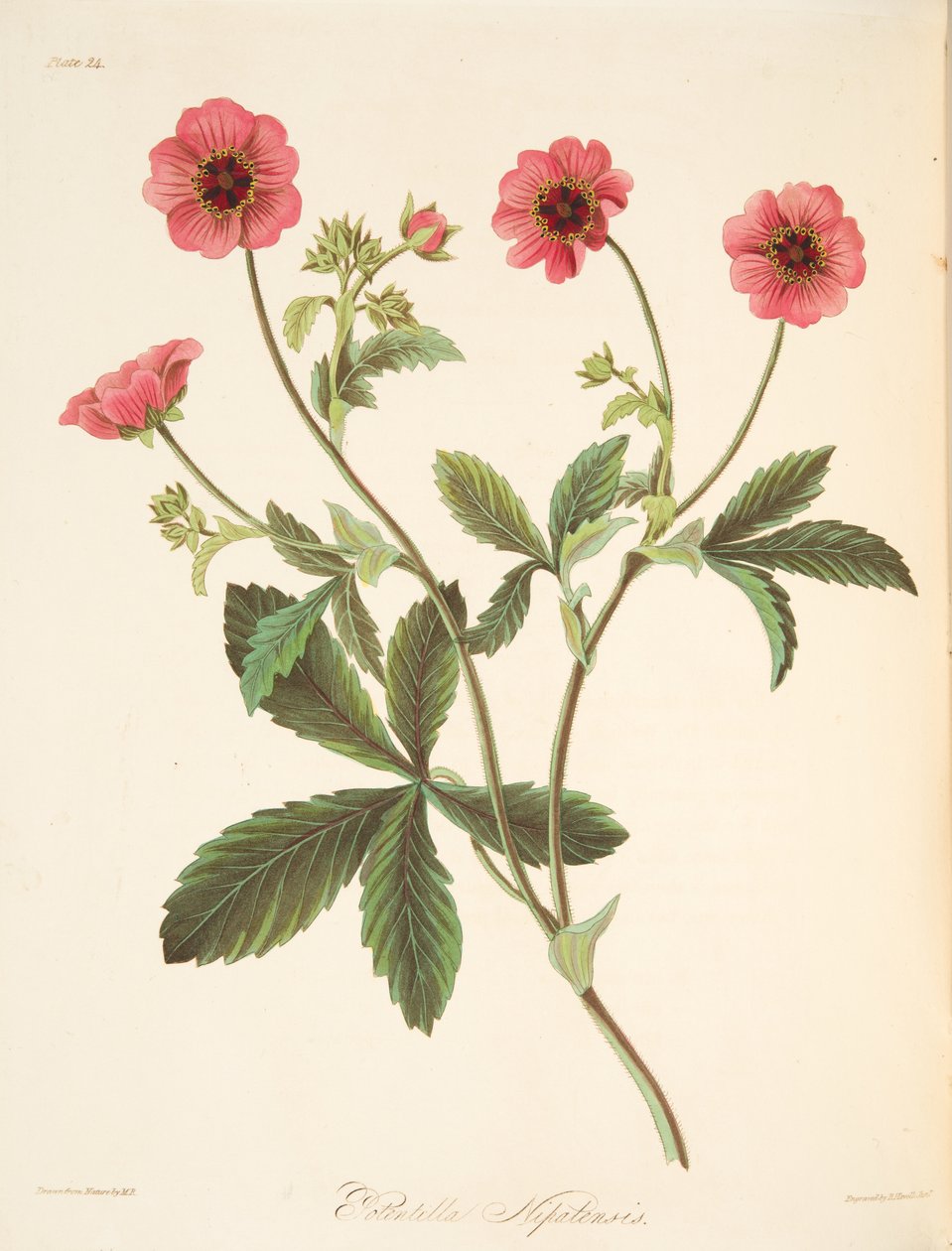 Nipal Potentilla, julkaisusta Floral Illustrations of the Seasons, pub. 1829 (käsin väritetty kaiverrus). tekijältä Margaret Roscoe