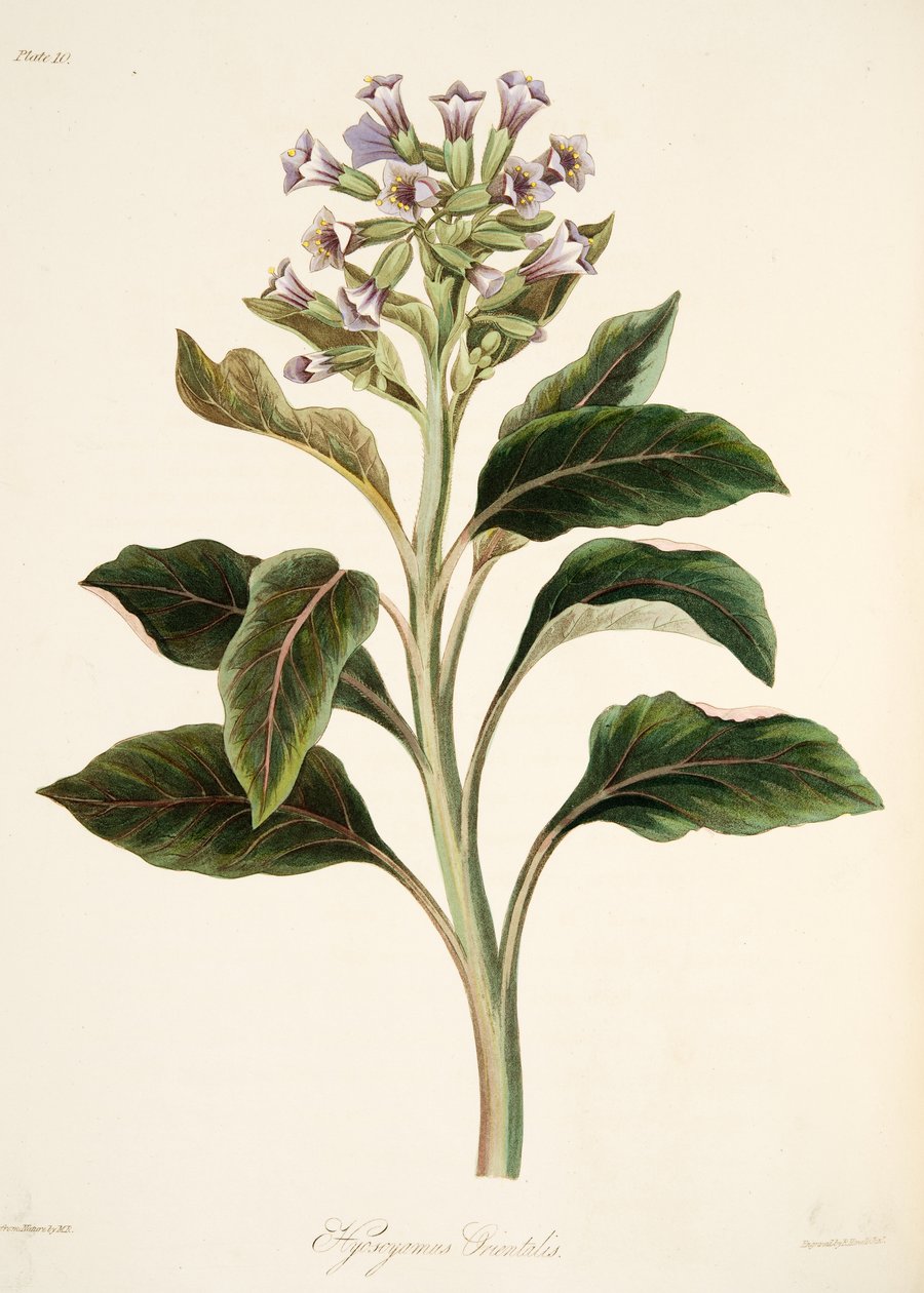 Oriental Hyoscyamus, julkaisusta Floral Illustrations of the Seasons, pub. 1829 (käsin väritetty kaiverrus). tekijältä Margaret Roscoe