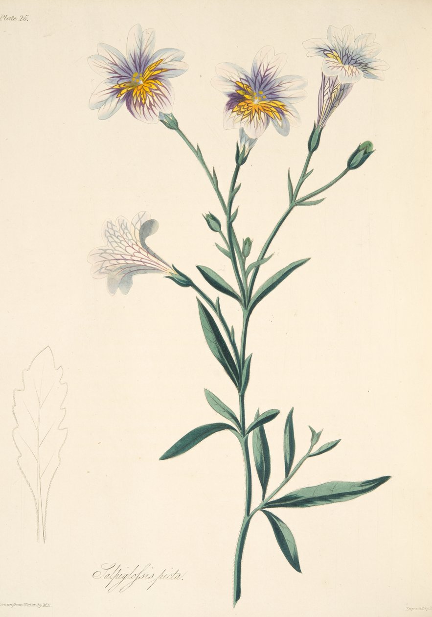 Maalattu Salpiglossis, teoksesta Floral Illustrations of the Seasons, pub. 1829 (käsin väritetty kaiverrus). tekijältä Margaret Roscoe