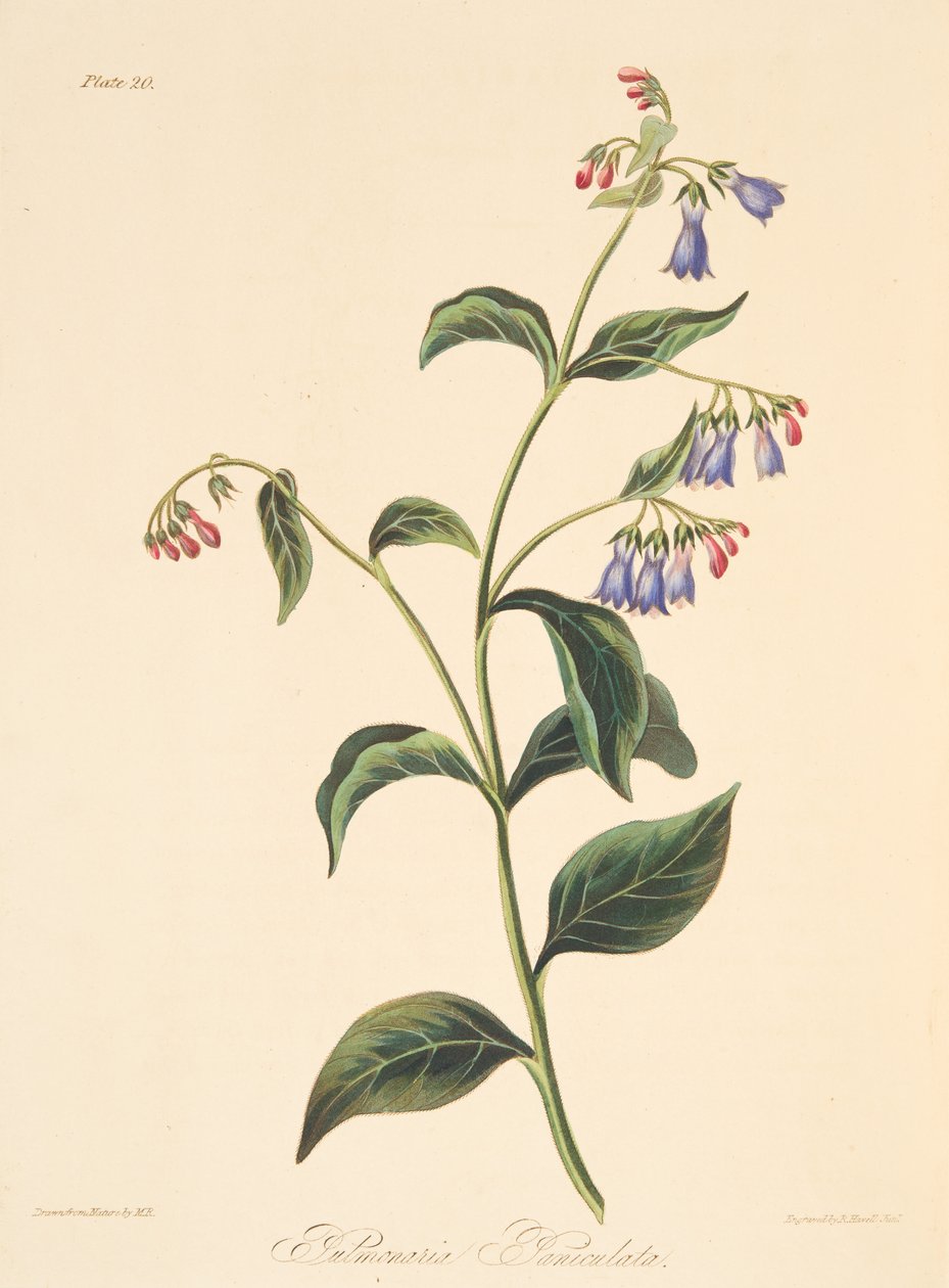 Panicled Lungwort, julkaisusta Floral Illustrations of the Seasons, pub. 1829 (käsin väritetty kaiverrus). tekijältä Margaret Roscoe
