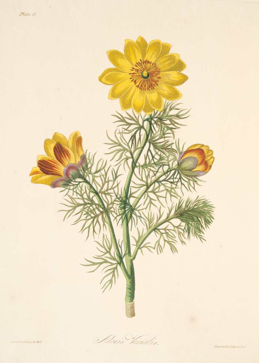 Perennial Adonis, teoksesta Floral Illustrations of the Seasons, pub. 1829 (käsin väritetty kaiverrus). tekijältä Margaret Roscoe