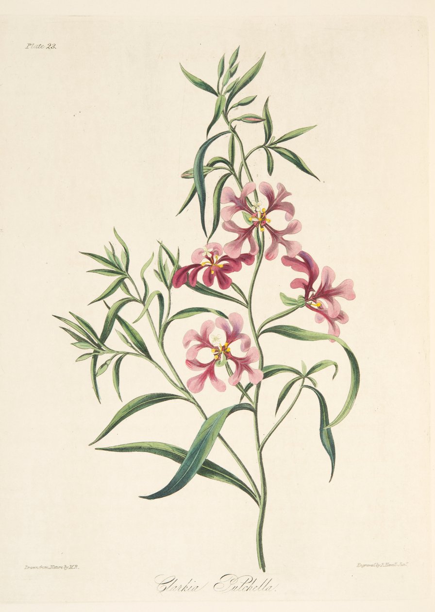 Pretty Clarkia, vuodenaikojen kukkakuvituksista, pub. 1829 (käsin väritetty kaiverrus). tekijältä Margaret Roscoe