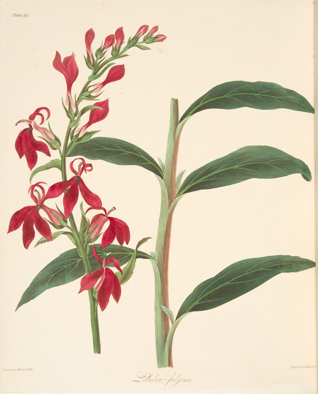 Refulgent Lobelia, julkaisusta Floral Illustrations of the Seasons, pub. 1829 (käsin väritetty kaiverrus) tekijältä Margaret Roscoe