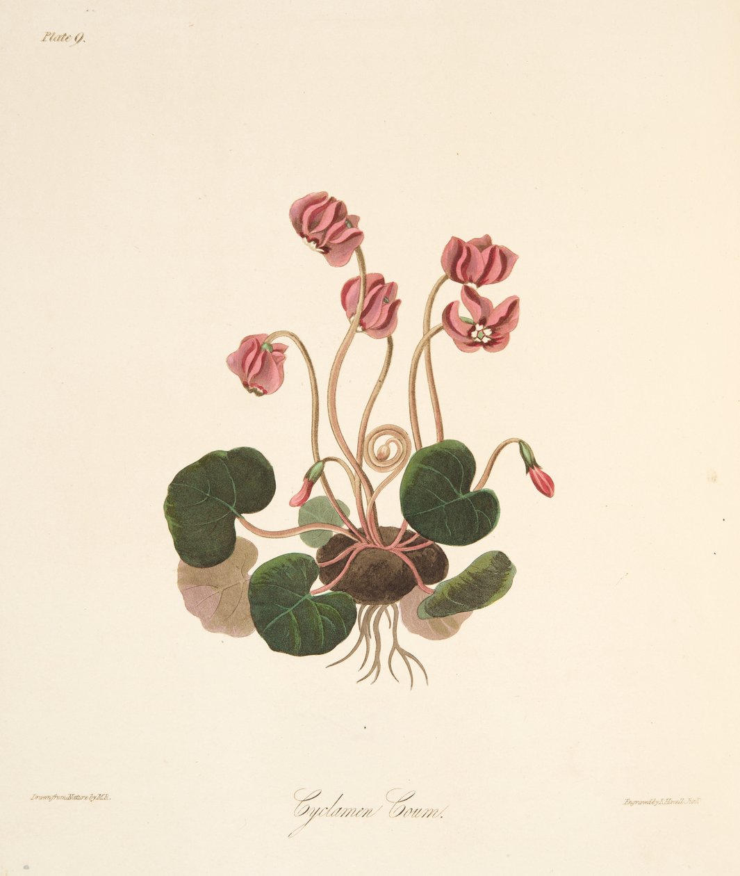 Round Leaved Cyclamen, julkaisusta Floral Illustrations of the Seasons, pub. 1829 (käsin väritetty kaiverrus). tekijältä Margaret Roscoe