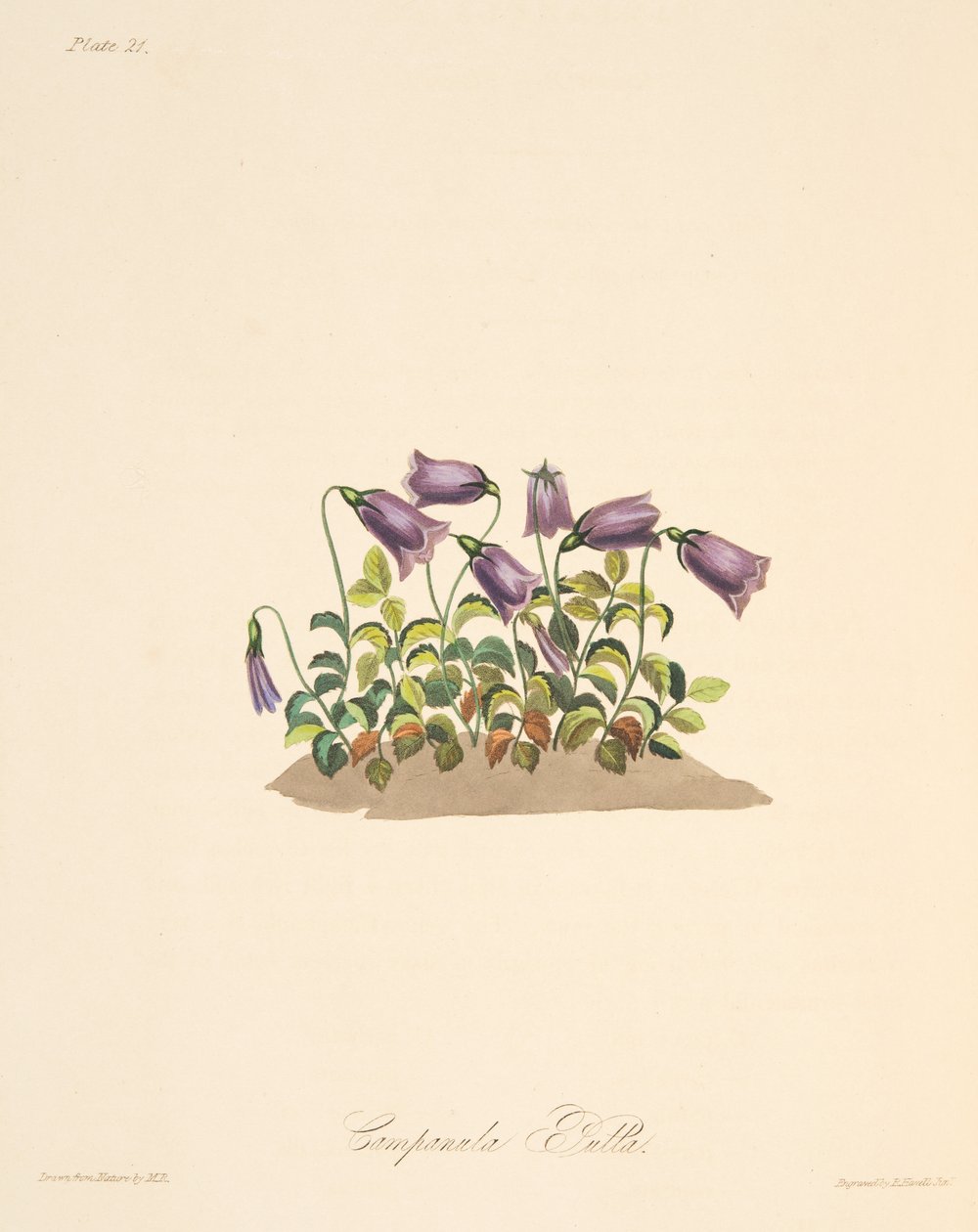 Russet Bell Flower, teoksesta Floral Illustrations of the Seasons, pub. 1829 (käsin väritetty kaiverrus). tekijältä Margaret Roscoe