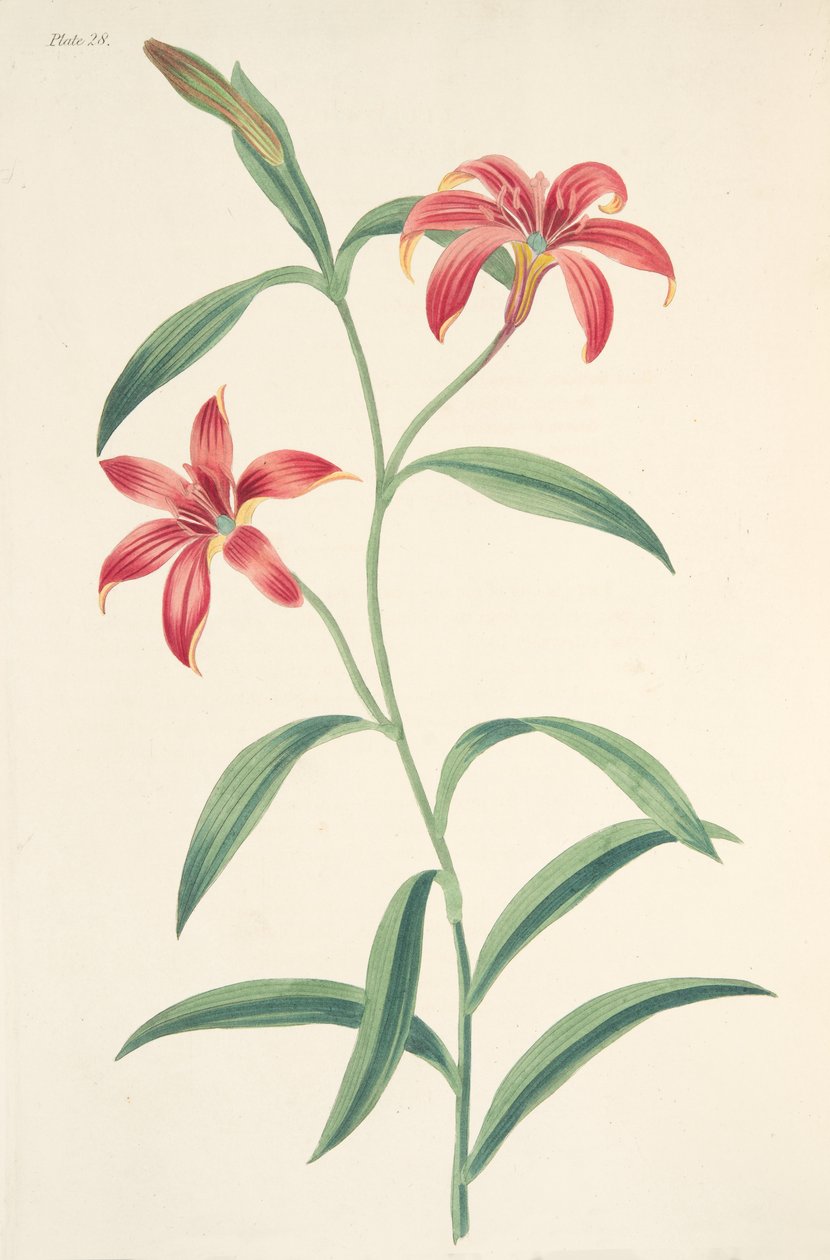 Yksivärinen kiinalainen lilja, julkaisusta Floral Illustrations of the Seasons, pub. 1829 (käsin väritetty kaiverrus). tekijältä Margaret Roscoe