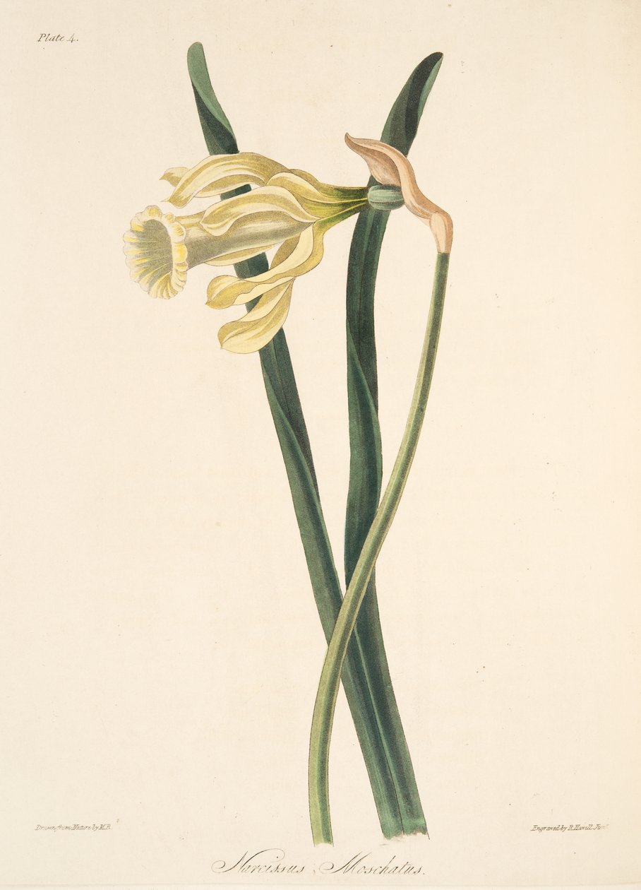 Espanjalainen narsissi, teoksesta Floral Illustrations of the Seasons, pub. 1829 (käsin väritetty kaiverrus). tekijältä Margaret Roscoe