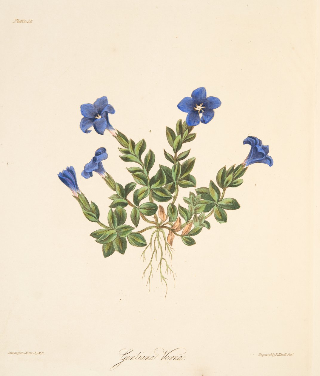 Kevään Gentian, kirjasta Floral Illustrations of the Seasons, pub. 1829 (käsin väritetty kaiverrus) tekijältä Margaret Roscoe