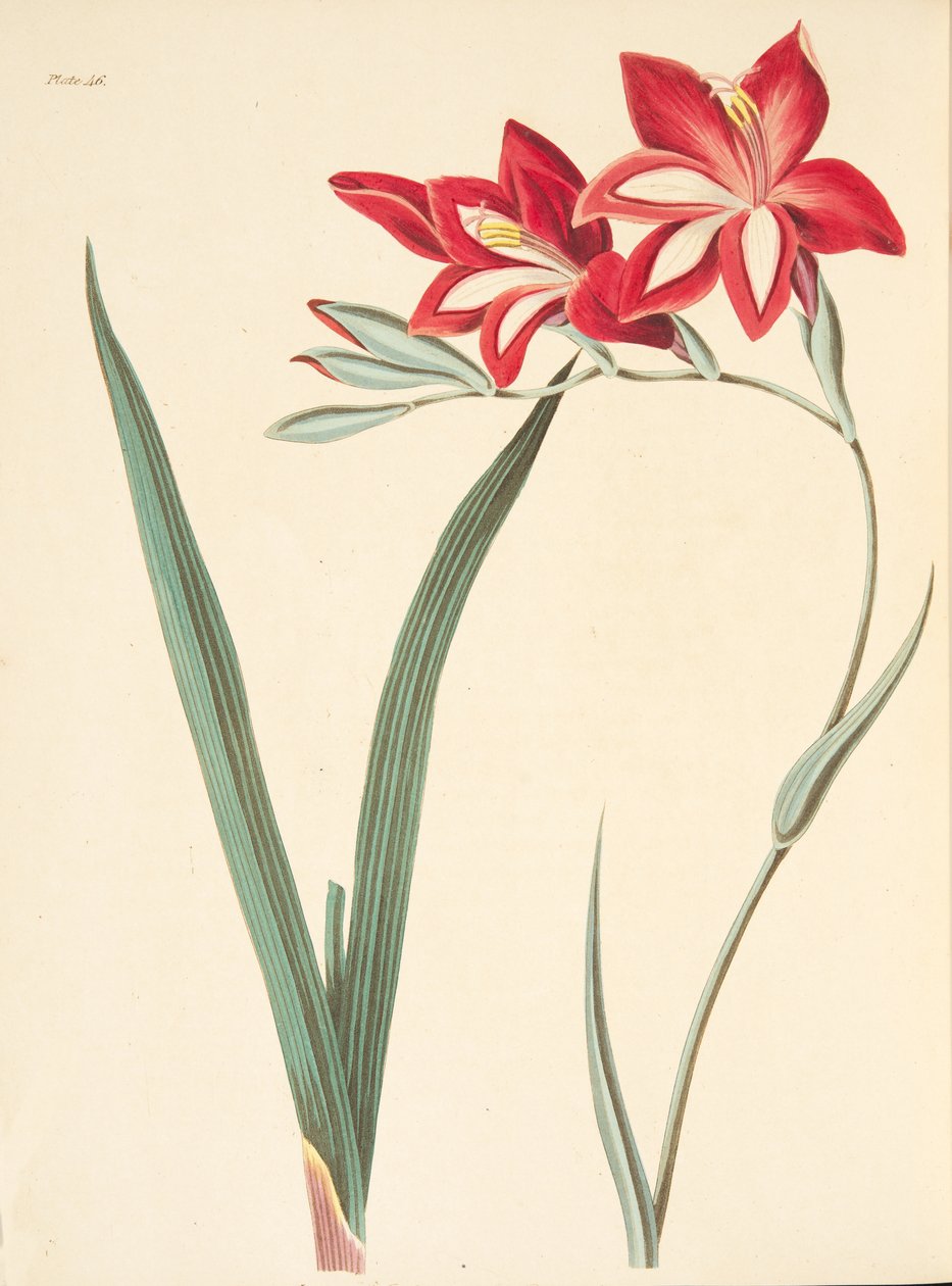 Erinomainen maissi-lippu, julkaisusta Floral Illustrations of the Seasons, pub. 1829 (käsin väritetty kaiverrus). tekijältä Margaret Roscoe