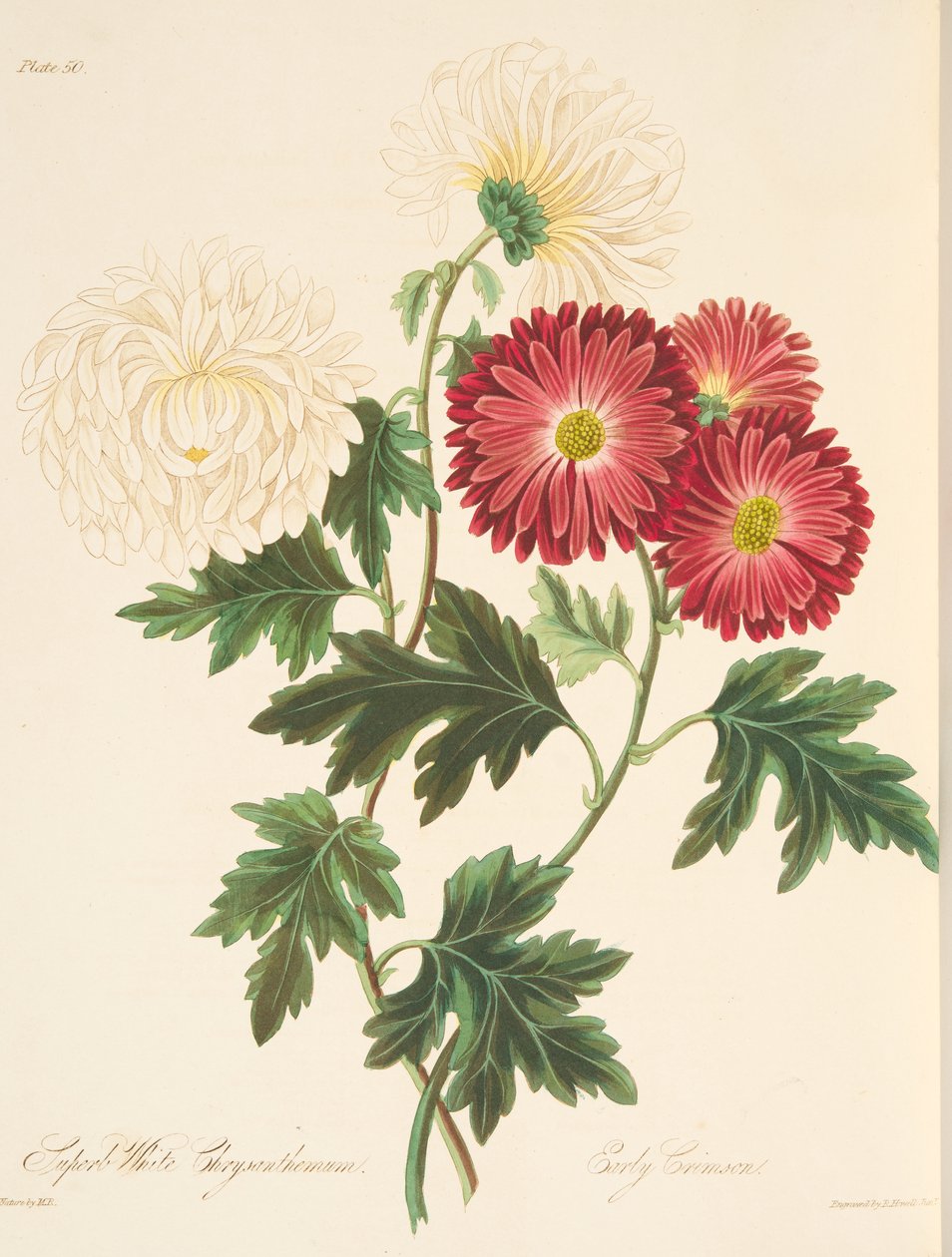 Erinomainen valkoinen krysanteemi ja varhainen punainen, julkaisusta Floral Illustrations of the Seasons, pub. 1829 (käsin väritetty kaiverrus). tekijältä Margaret Roscoe