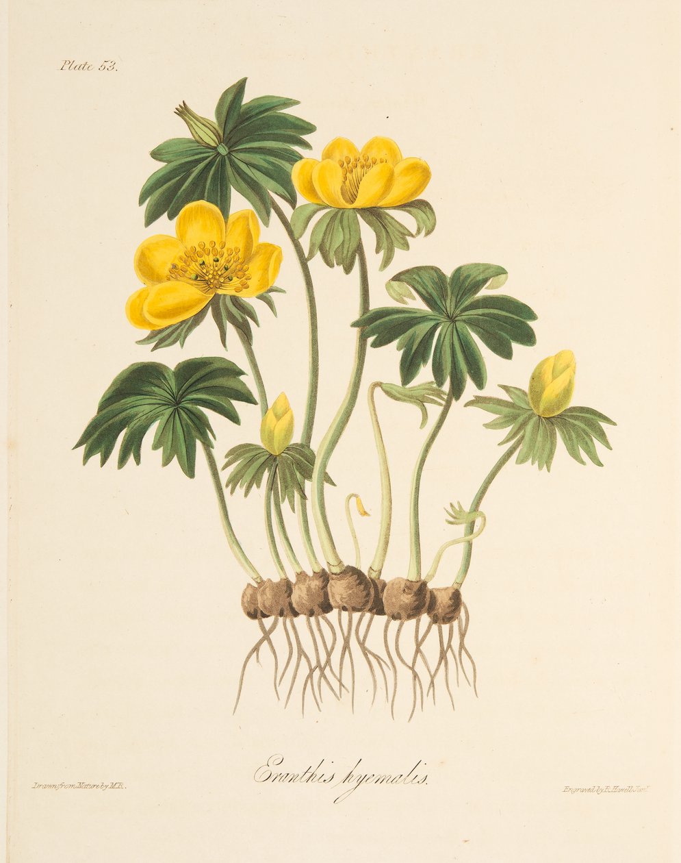 Winter Aconite, vuodenaikojen kukkakuvituksista, pub. 1829 (käsin väritetty kaiverrus). tekijältä Margaret Roscoe
