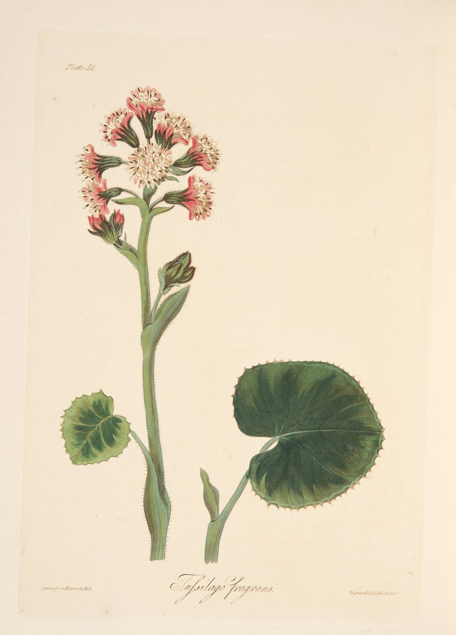 Winter Heliotrope, teoksesta Floral Illustrations of the Seasons, pub. 1829 (käsin väritetty kaiverrus) tekijältä Margaret Roscoe