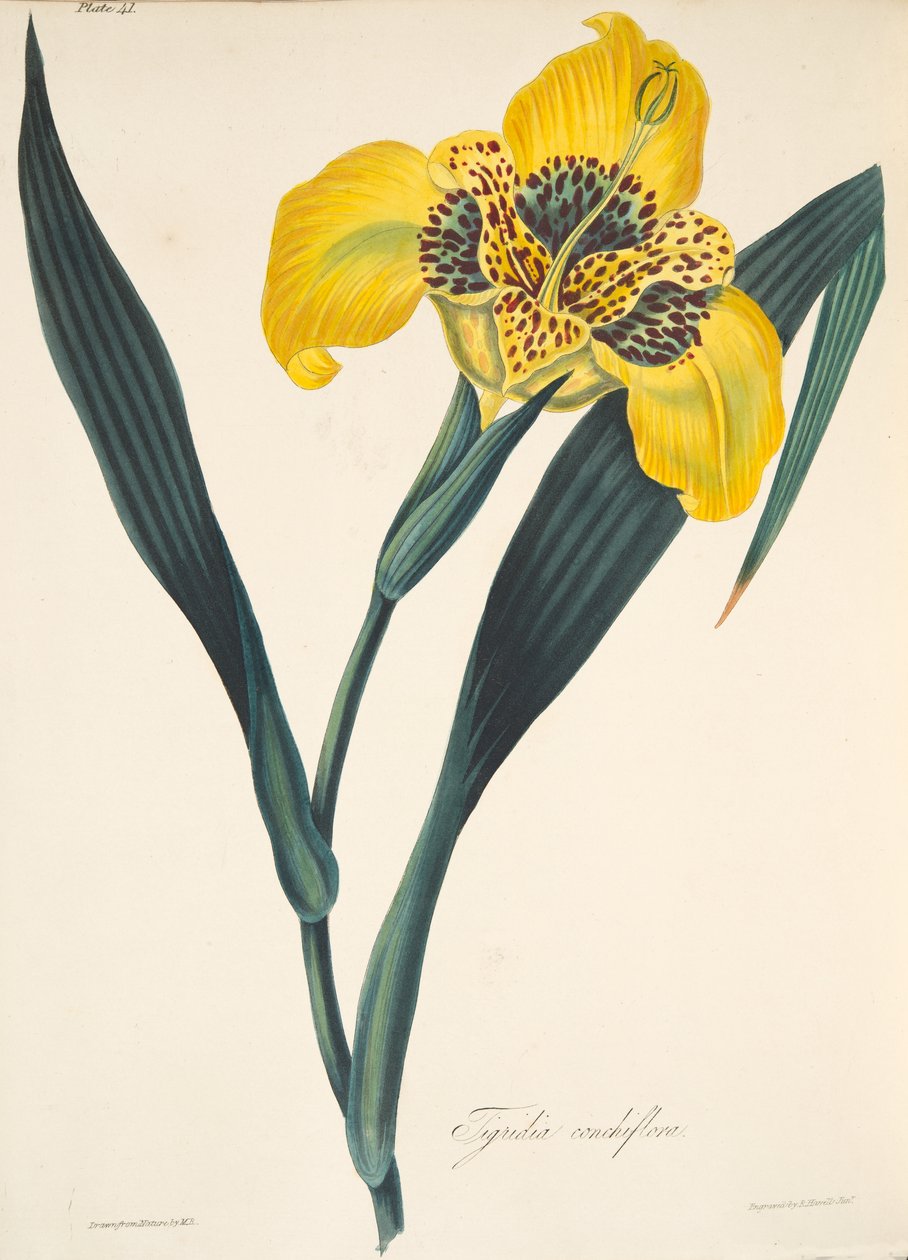 Keltakukkainen Tigridia, julkaisusta Floral Illustrations of the Seasons, pub. 1829 (käsin väritetty kaiverrus). tekijältä Margaret Roscoe