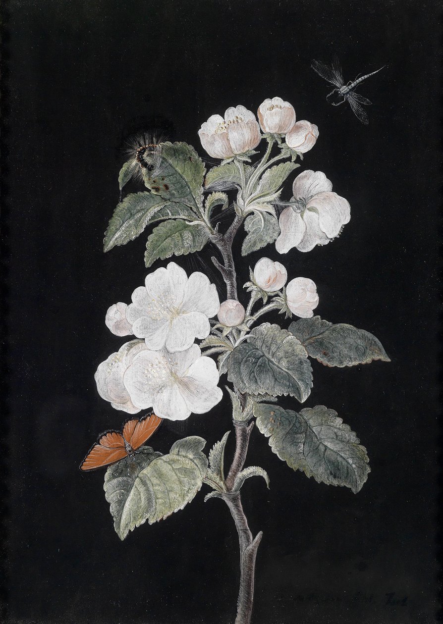 Apfelblüten mit Schmetterlingen tekijältä Margaretha Barbara Dietzsch