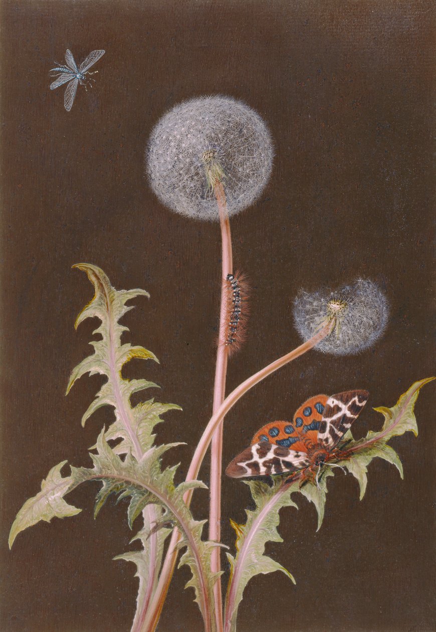 PD.380-1973 Voikukka (Taraxacum officinale) hyönteisillä (wc ja guassi kortilla) tekijältä Margaretha Barbara Dietzsch