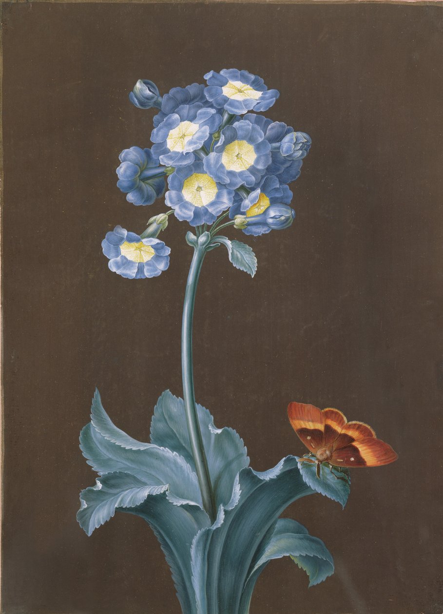 Primula Auricula ja koi (guassi) tekijältä Margaretha Barbara Dietzsch