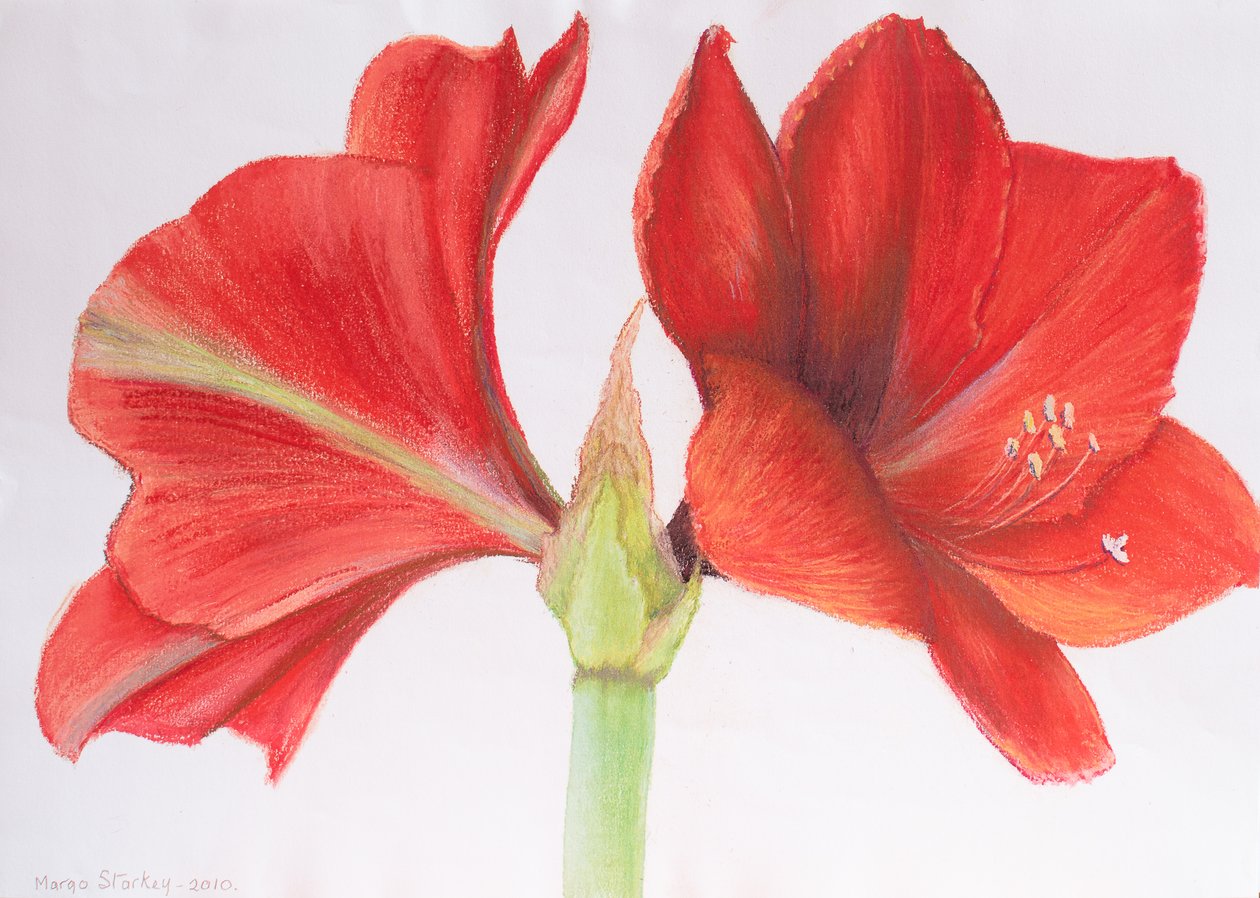 Amaryllis, 2015 (pastelli) tekijältä Margo Starkey