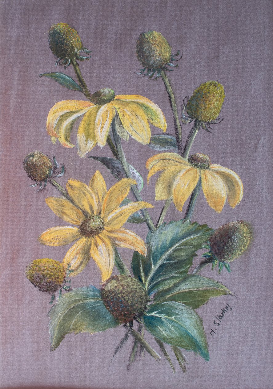 Rudbeckia, 2014 (pastelli) tekijältä Margo Starkey