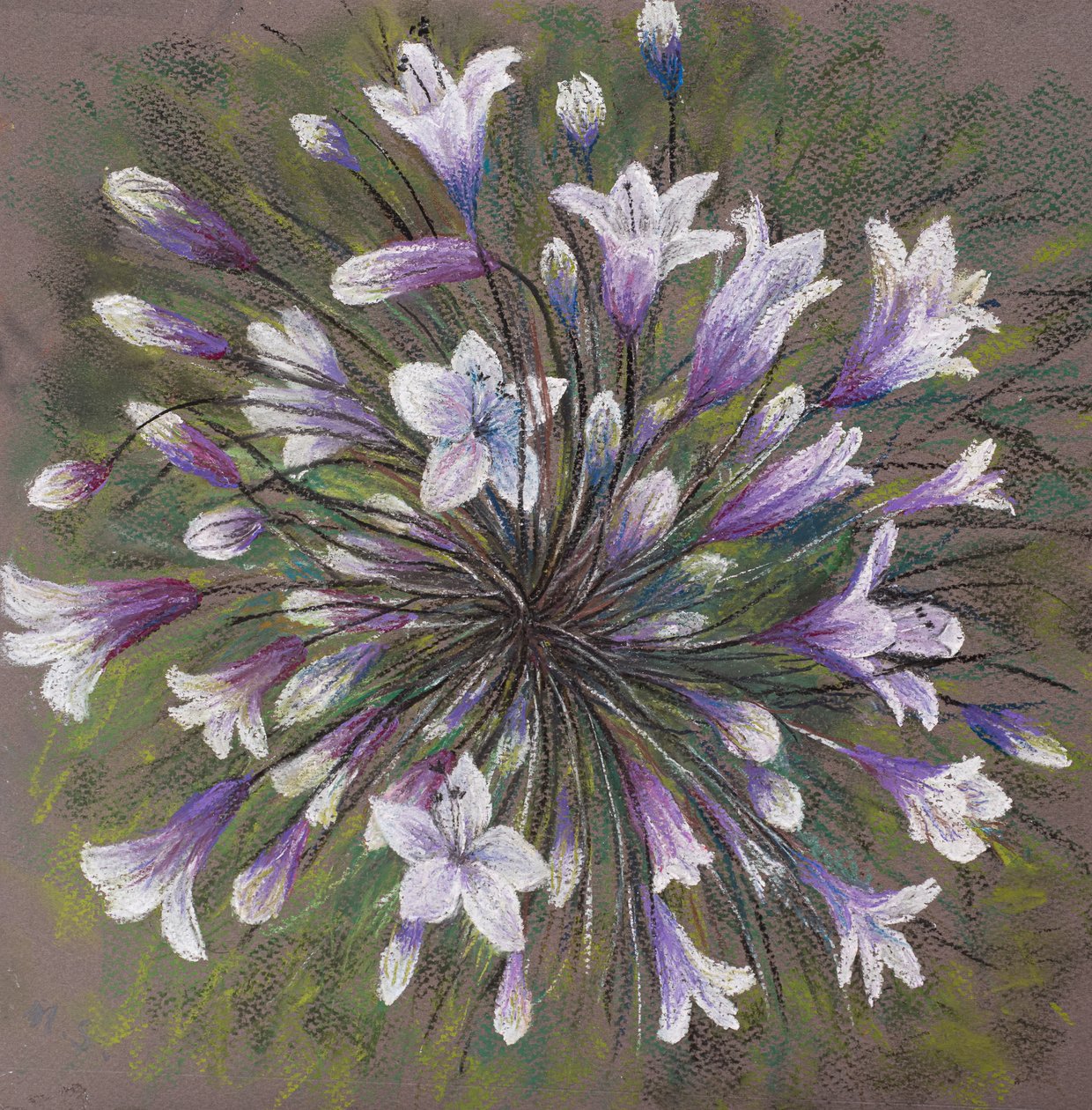 Agapanthus tekijältä Margo Starkey