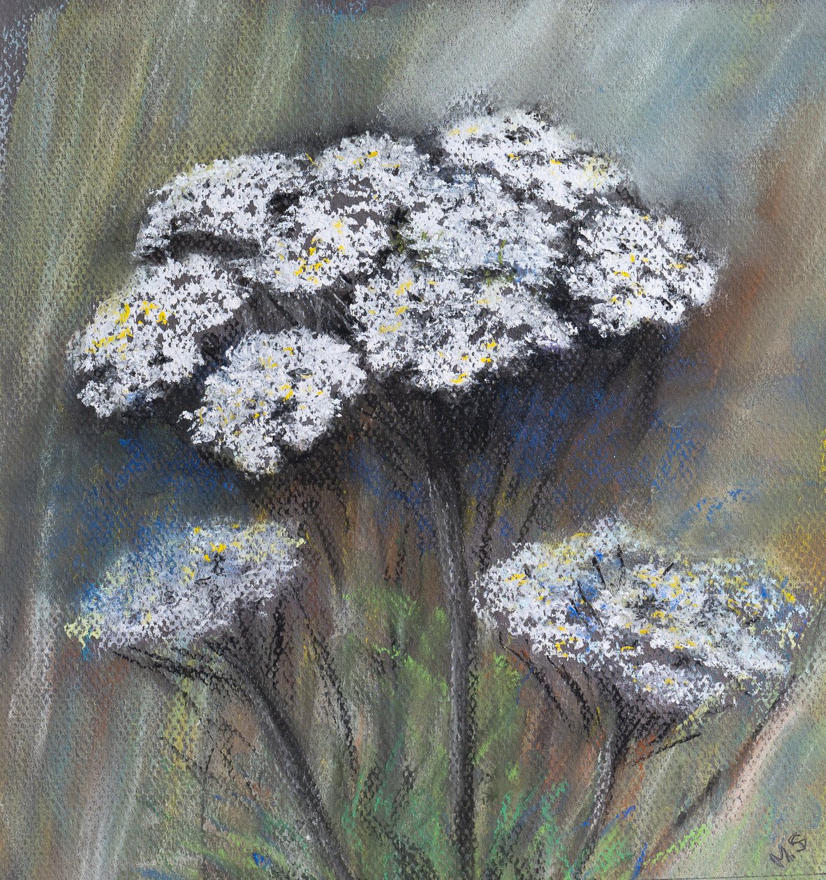 Lehmäpersilja (Anthriscus Sylvestris), 2021 (pastelli) tekijältä Margo Starkey