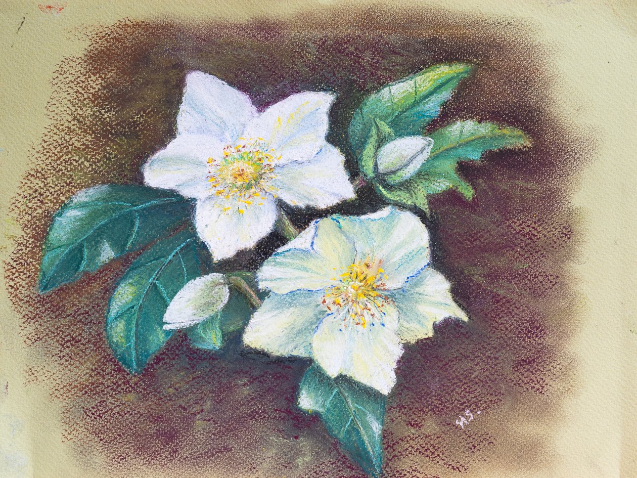 Helleborus, 2020 (pastelli) tekijältä Margo Starkey