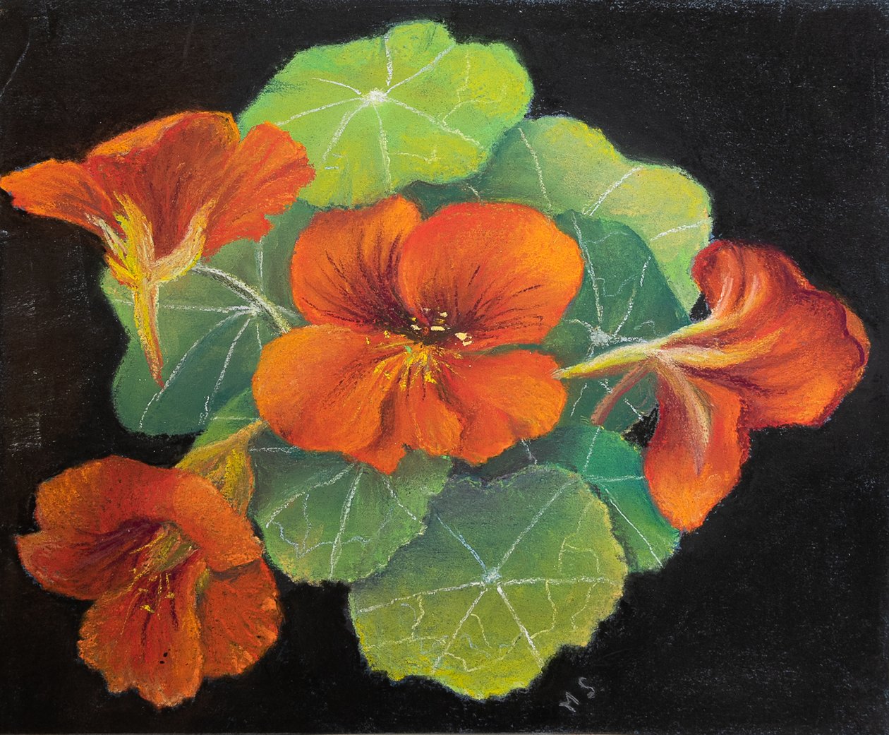 Nasturtiums, 2020 (pastelli) tekijältä Margo Starkey