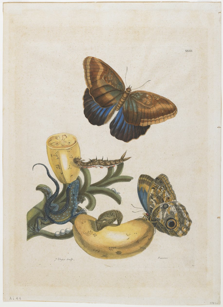 Banaanit ja sininen lisko, 1705-71 (käsinvärinen etsaus ja kaiverrus) tekijältä Maria Sibylla Merian