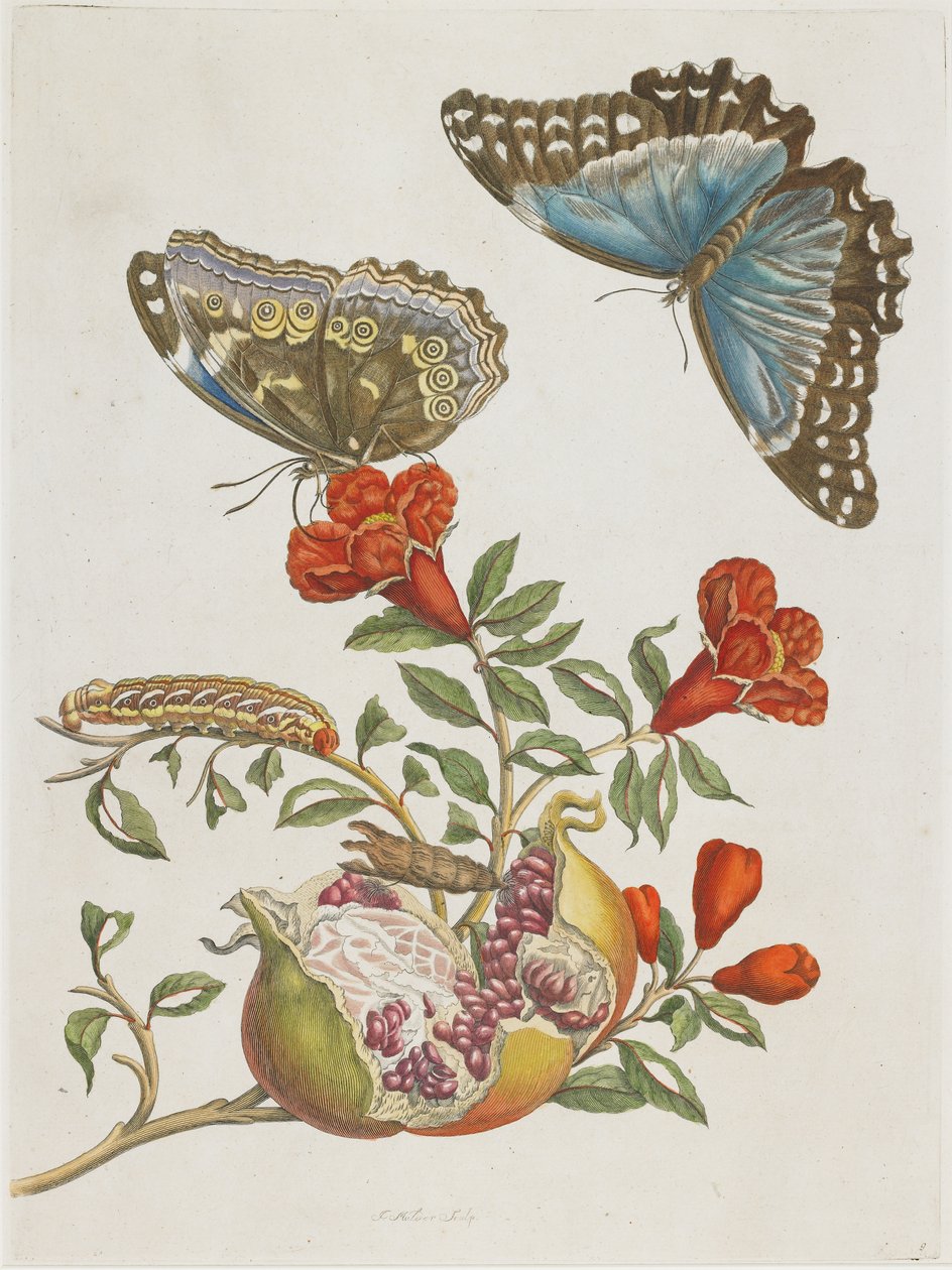 Siniset perhoset ja granaattiomena, 1705-1771 tekijältä Maria Sibylla Merian